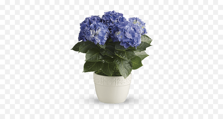 Wedding Anniversary Gift Ideas - Teleflora Blue Hydrangea Plant Emoji,Deep Emotion Rose Bouquet Ftd