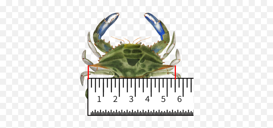 Always Bring To A Crabbing Trip - Chesapeake Blue Crab Emoji,Pinching Crab Emoticon