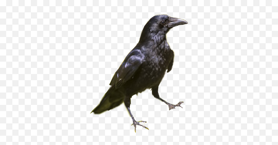 Crow Raven Blackbird Bird Sticker By N4varre - Tipos De Cuervos Emoji,Crow Emoji
