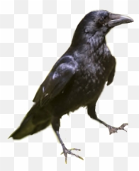 Crow Raven Blackbird Bird Sticker By N4varre - Tipos De Cuervos Emoji,Crow Emoji