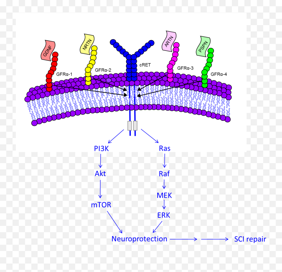 Brain Sciences Free Full - Text History Of Glial Cell Line Dot Emoji,Positive Thinking- Guid Eto Mange Thoughts And Emotions