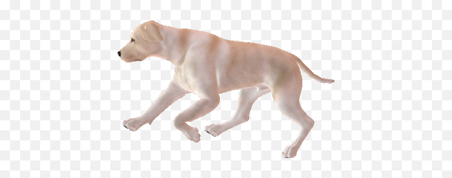 Top Labradors Stickers For Android U0026 Ios Gfycat - Transparent Dog Run Gif Emoji,Labrador Emoticons