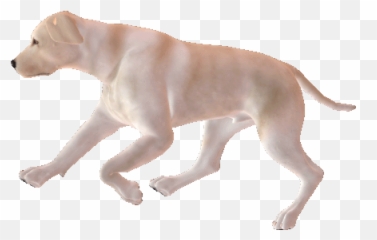 Top Labradors Stickers For Android U0026 Ios Gfycat - Transparent Dog Run Gif Emoji,Labrador Emoticons