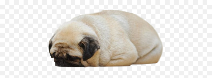 My - Doggies On Tumblr Soft Emoji,Pitbull Emotions