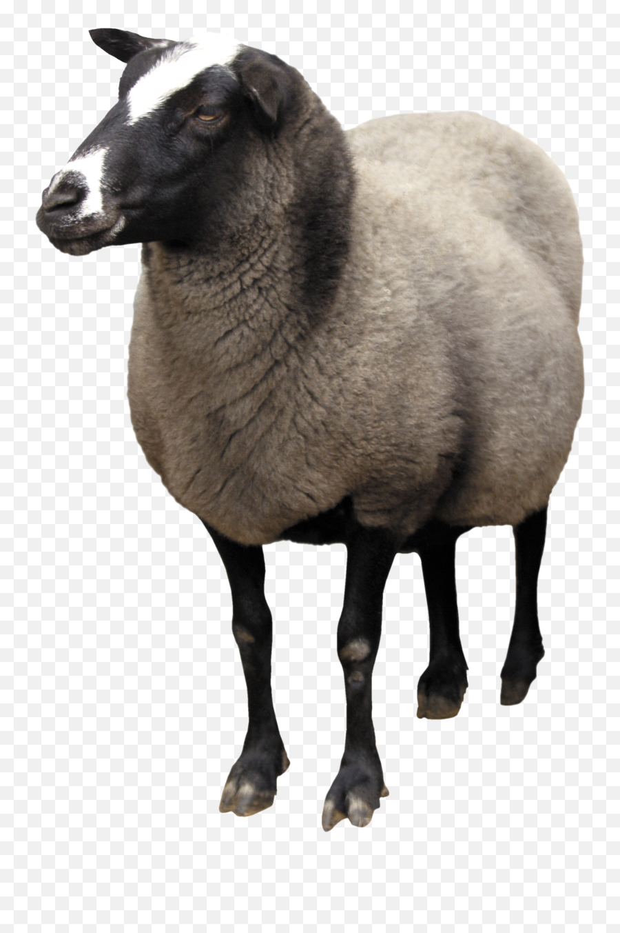 Pattern Sheep Png Emoji,Lamb Emoji