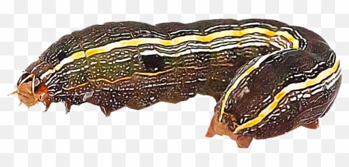 Identify And Control Armyworms - Types Of Armyworms Emoji,Purple Caterpillar Emoticon