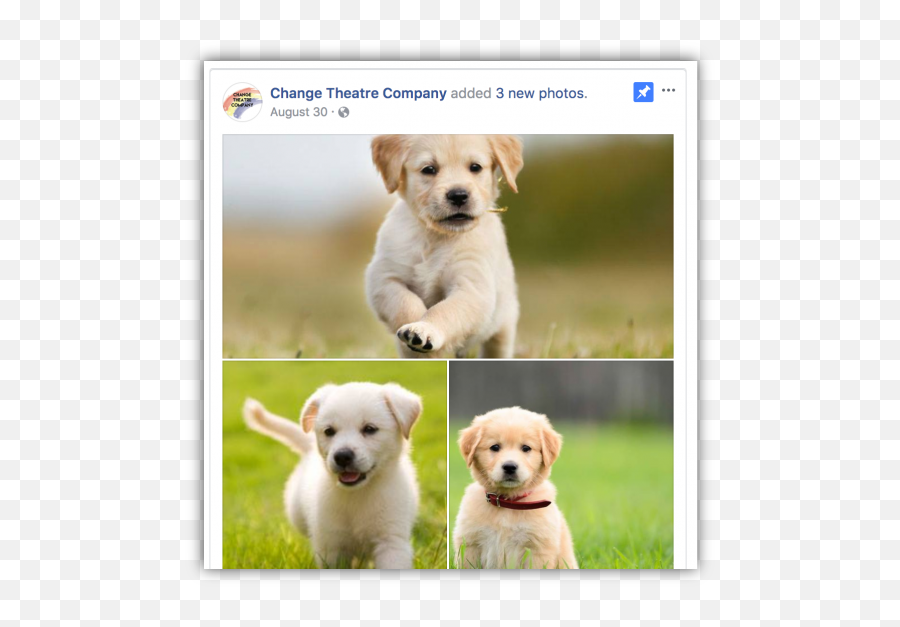 49 Facebook Marketing Tips To Drive - Labrador Retriever Emoji,Send Your Friends Cute Cream Labrador Retriver Emojis