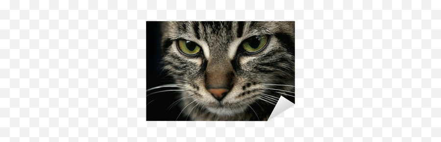 Sticker Cat Face - Pixershk Emoji,Cat Face Emojii