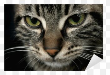 Sticker Cat Face - Pixershk Emoji,Cat Face Emojii
