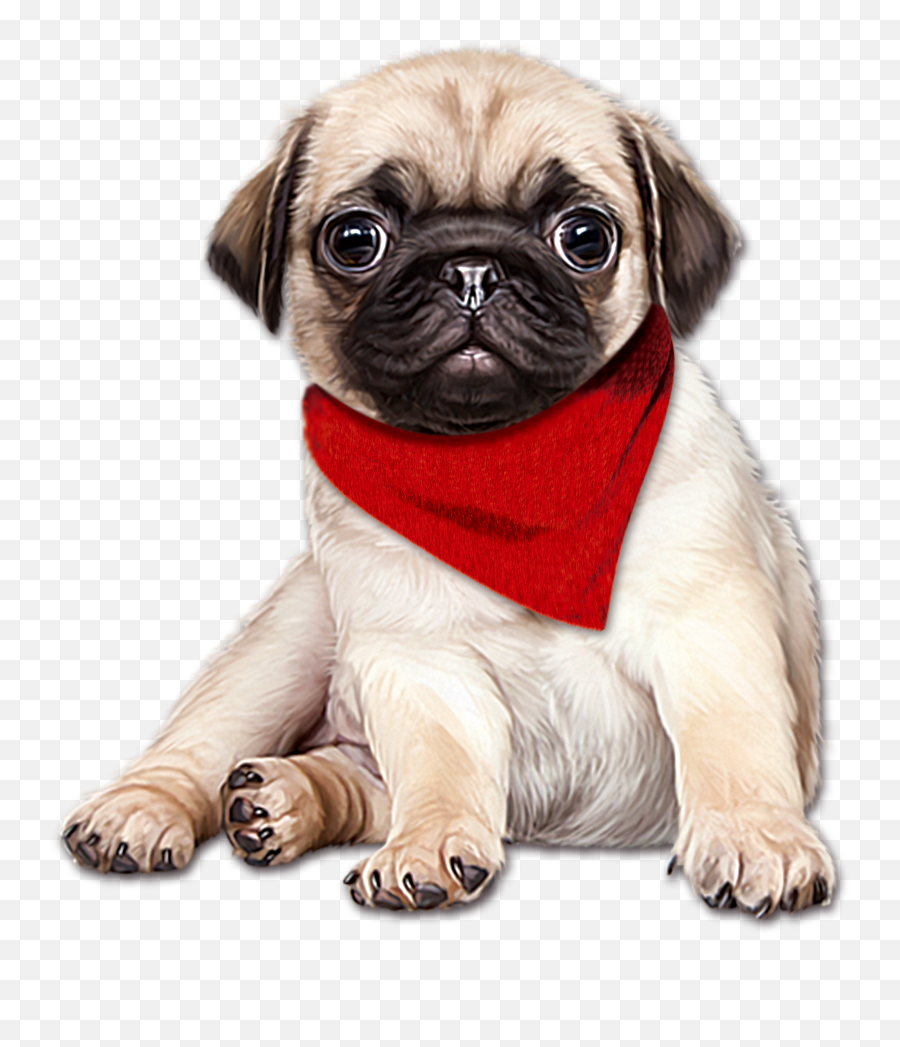 Download Mastiff Painted Pug Dog Hand Scarf English Clipart - Pug Png Emoji,Yorkie Emoticon