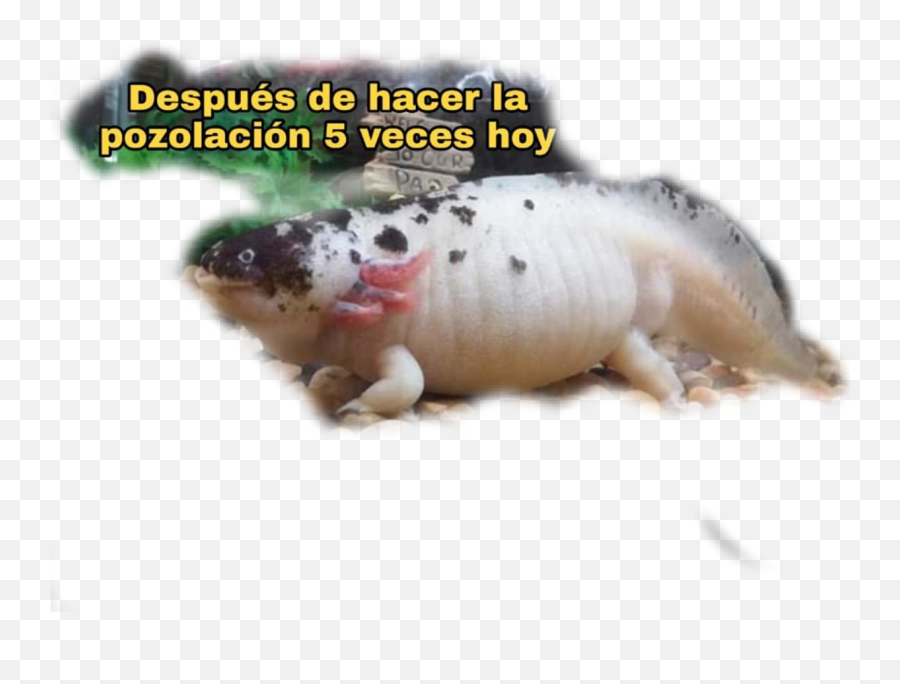 Fat Axolotl Sticker - Photo Caption Emoji,Axolotl Emoji
