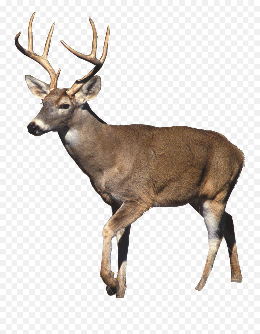 Deer Elk Reindeer Terrieasterly Sticker - White Tailed Deer White Background Emoji,Elk Emoji