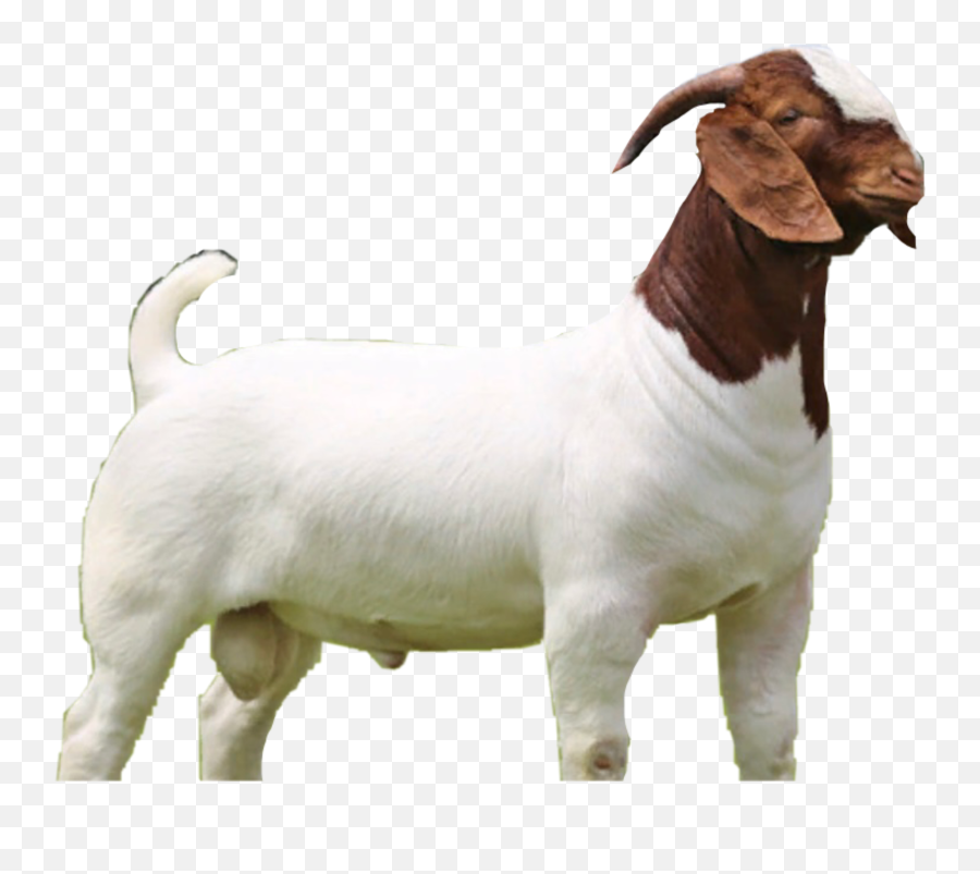 Discover Trending - Animal Figure Emoji,Goat Emoticon For Facebook