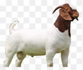 Discover Trending - Animal Figure Emoji,Goat Emoticon For Facebook