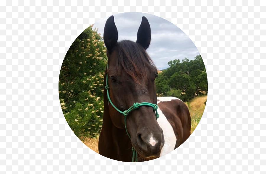Painted Star Equestrian - Halter Emoji,Horse Nose Emotion