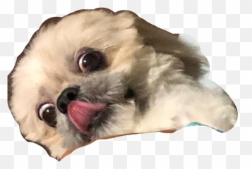 The Most Edited Emoji,Shih Tzu Emoji Smile I Love You