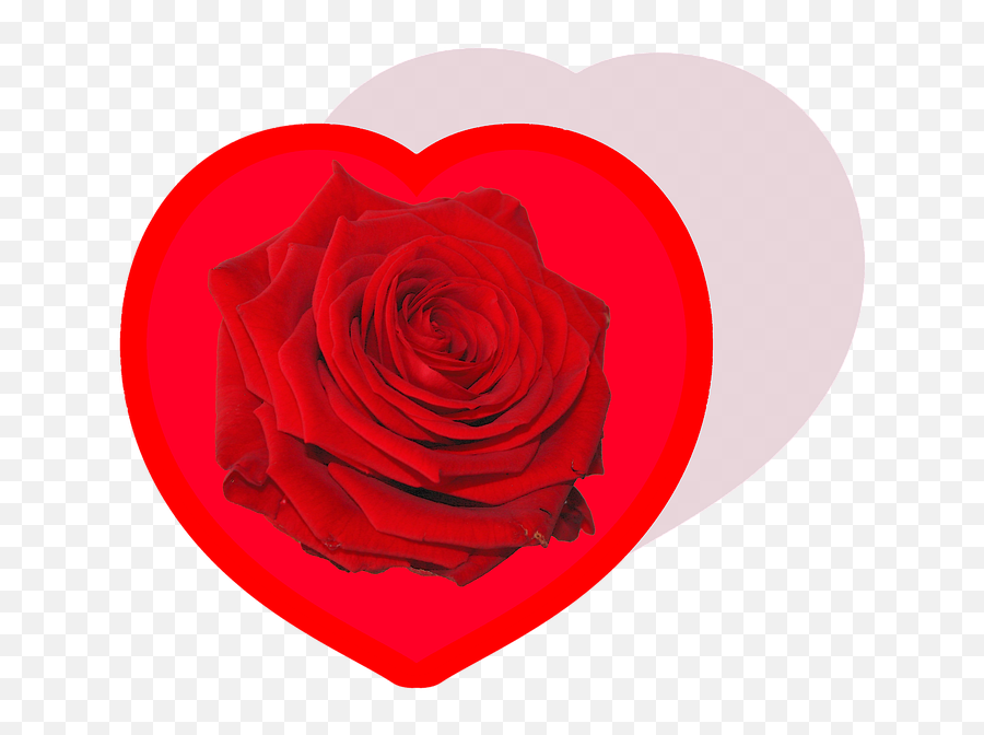 Heart Rose Love - Free Image On Pixabay Emoji,Roses Are Senstive To Emotion