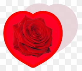 Heart Rose Love - Free Image On Pixabay Emoji,Roses Are Senstive To Emotion