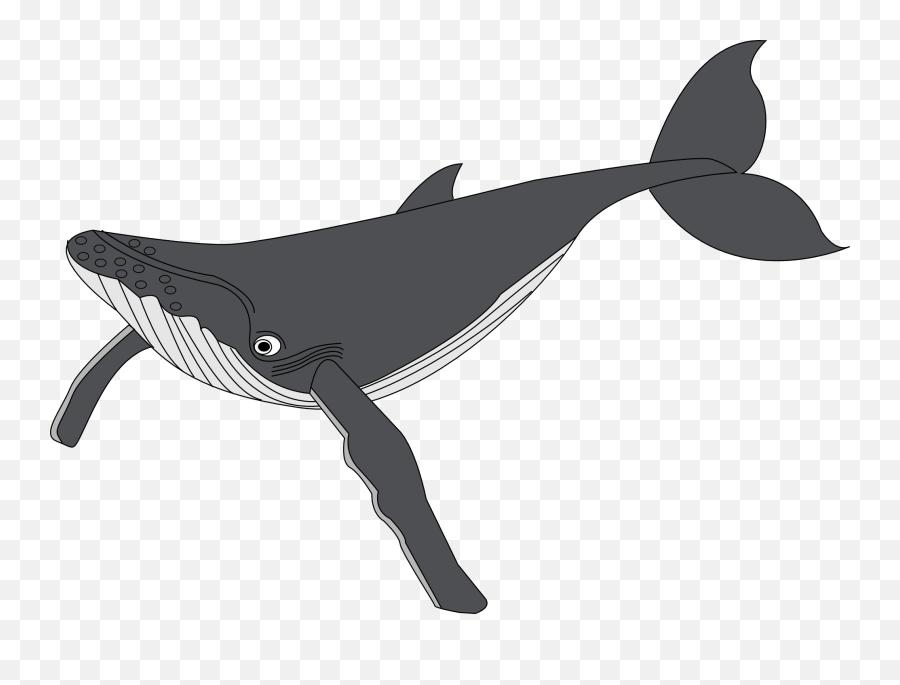 Humpback Whale Clip Art - Shamu Cartoon Png Download 600 Gray Whale Clipart Emoji,Free Whale Emoji