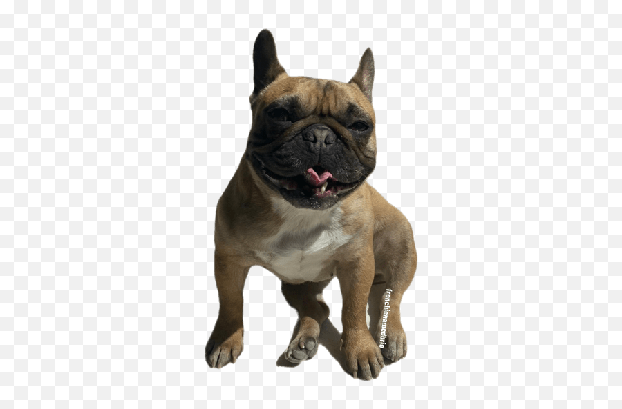 Frenchienamedbrie Emoji,French Bulldog Emojis