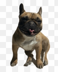 Frenchienamedbrie Emoji,French Bulldog Emojis
