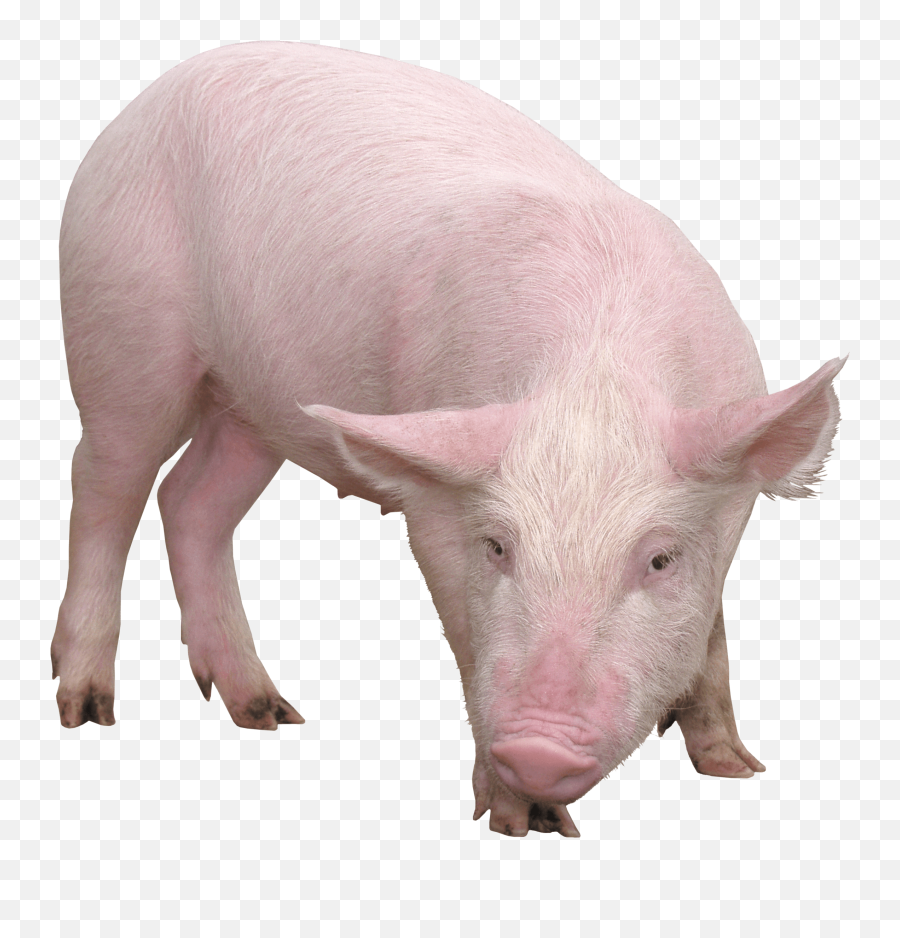 Pig Face Transparent Page 1 - Line17qqcom Pig Png Emoji,Guinea Pig Emoji