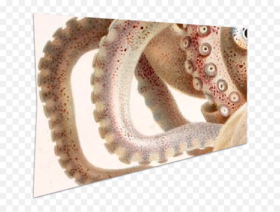 Organizational Structure - Polvo Argonauta Emoji,Octopus Changing Color To Match Emotion