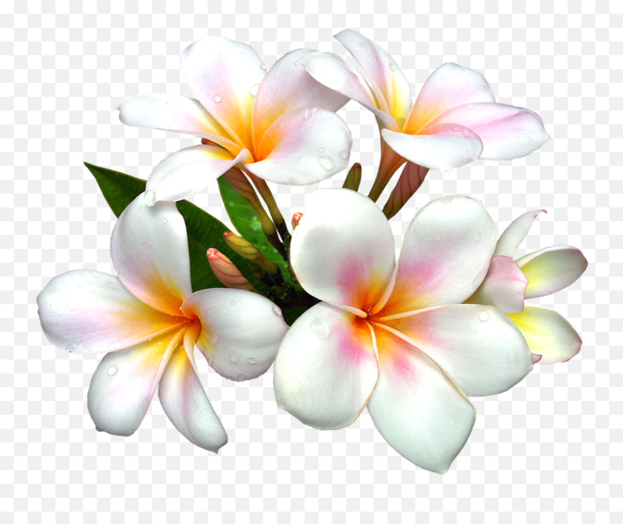 50 First States - Flower White Png Hd Emoji,How To Make A Plumeria Emoticon On Facebook