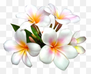 50 First States - Flower White Png Hd Emoji,How To Make A Plumeria Emoticon On Facebook