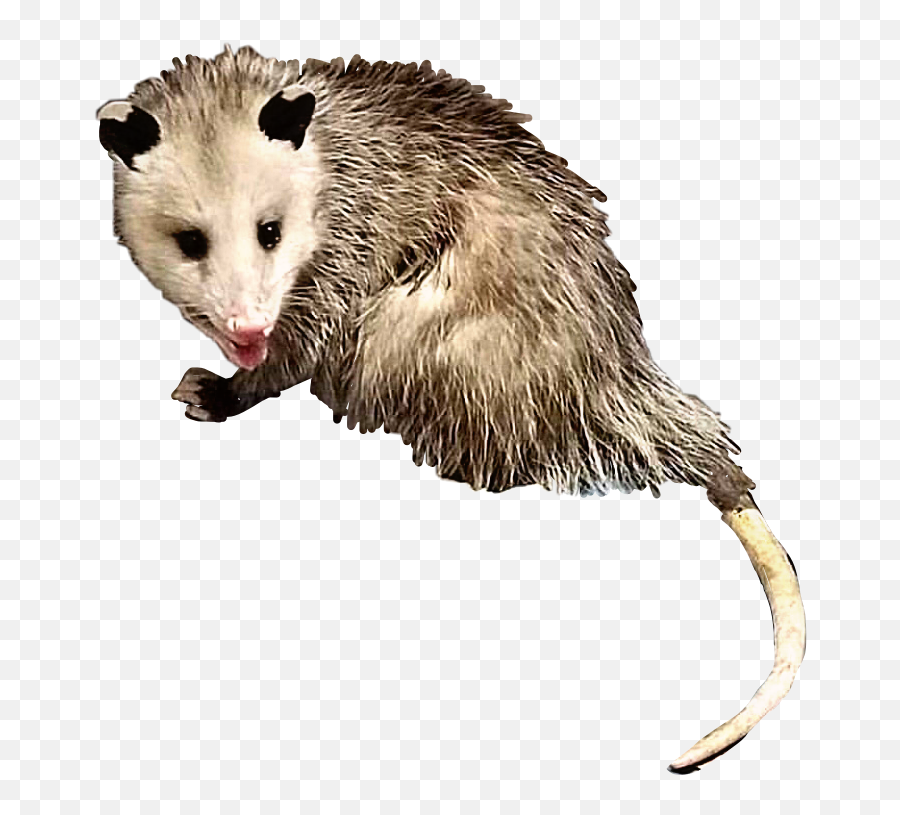 Opossum Possum Animal Sticker - Transparent Background Opossum Clipart Emoji,Opossum Emoji