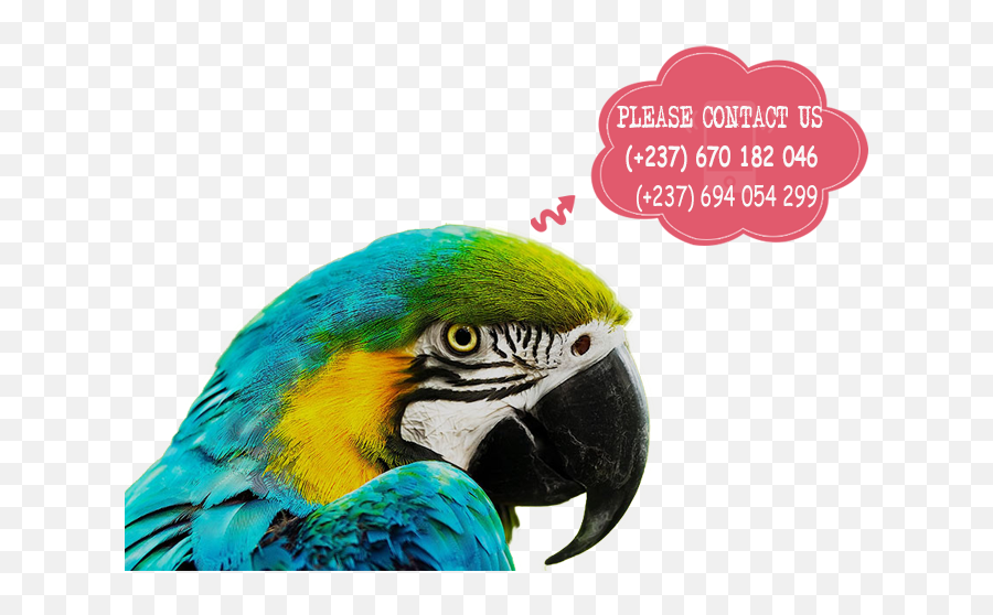 Parrots For Sale Buy Parrots Online Parrots Eggs Macaws - Parrot Banner Emoji,African Grey Parrot Reading Emotions