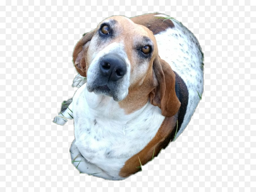 Collection Of Free - Dog Supply Emoji,Basset Hound Emoji