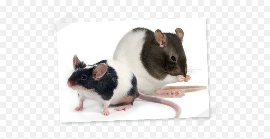 Rat And Mouse - Laboratorní Potkan Emoji,Remy The Rat What Emotion