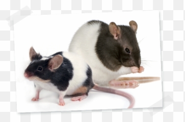 Rat And Mouse - Laboratorní Potkan Emoji,Remy The Rat What Emotion