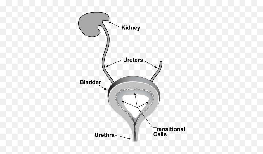 Bladder Cancer - Dot Emoji,Emojis That Lead From The Kidney To The Urinary Bladder