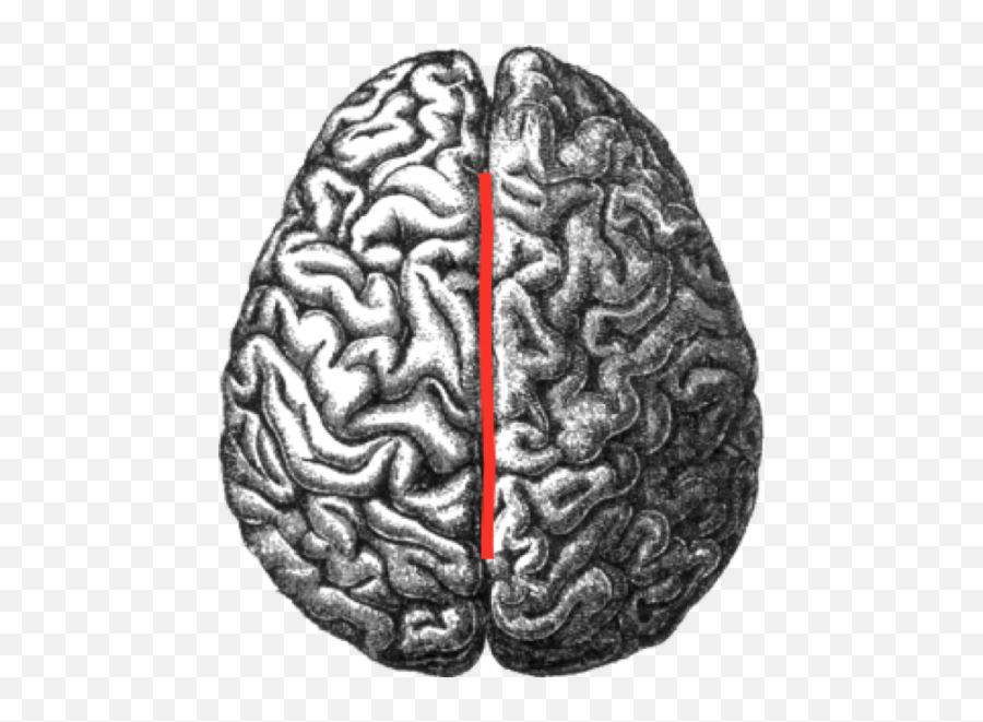 Unit 1 Psychology - Longitudinal Fissure Emoji,Brain Hemispheres With Emotion Male Vs Female