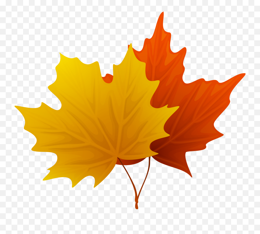 Fall Maple Leaves Png Decorative - Maple Tree Leaf Clipart Emoji,Fall Leaf Emoji