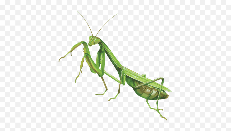 Mantis Png Images Free Download Emoji,Grasshopper Emojis