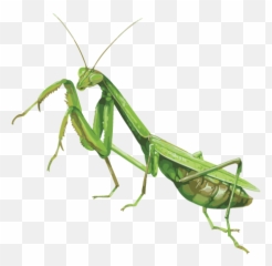 Mantis Png Images Free Download Emoji,Grasshopper Emojis