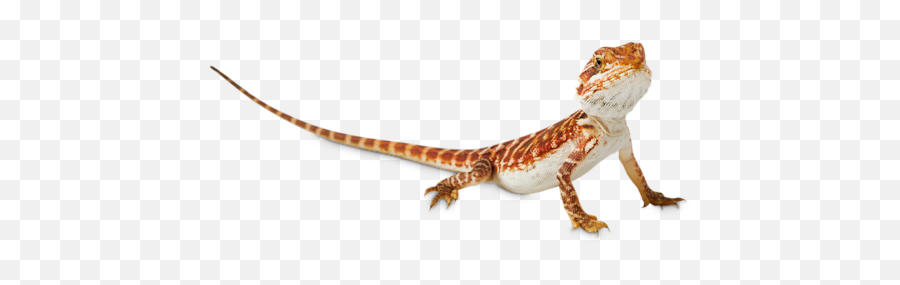 Best Supplies For A Bearded Dragon Petco Emoji,Dusting Hands Emoticon