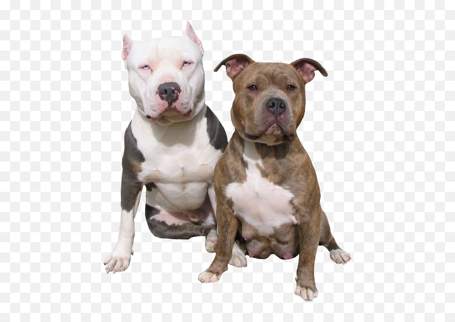 Two Pit Bulls Psd Official Psds - Transparent Pitbull Png Emoji,Pit Bull Emoji