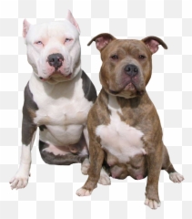 Two Pit Bulls Psd Official Psds - Transparent Pitbull Png Emoji,Pit Bull Emoji