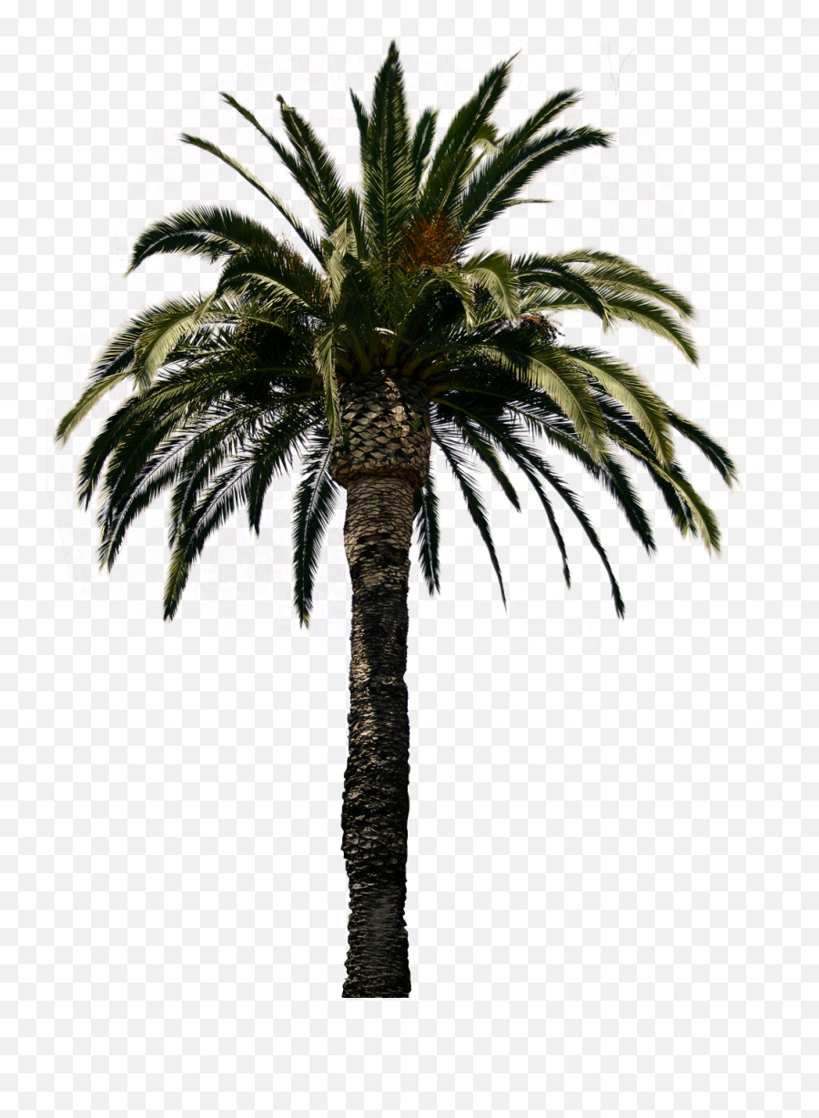 Clipart Palm Tree Collection Png - Real Palm Tree Real Palm Tree Transparent Background Emoji,Palm Tree Emoticon