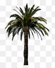 Clipart Palm Tree Collection Png - Real Palm Tree Real Palm Tree Transparent Background Emoji,Palm Tree Emoticon