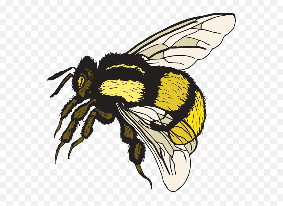 Bumble Bee Free Cute Bee Clip Art An A Cute Bee Clipartbold - Realistic Bee Clip Art Emoji,Honey Bee Emoji