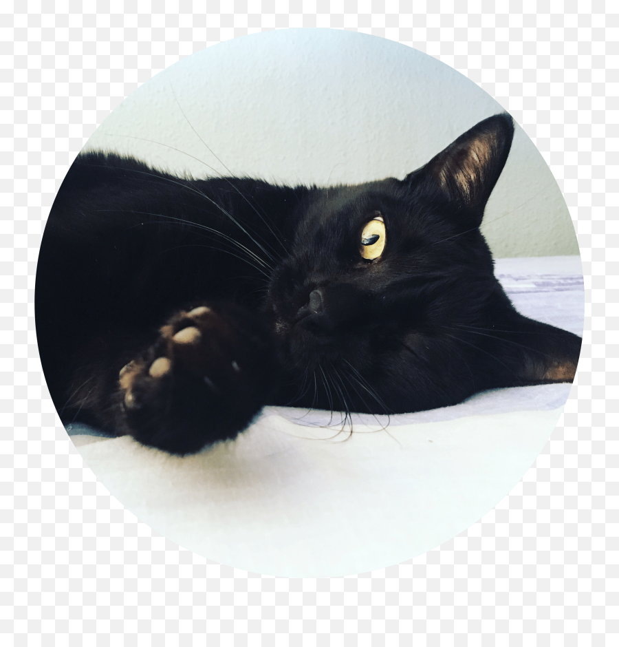 Shop For Cat Lovers - Black Cat Emoji,Cat Headband Bands Emotion