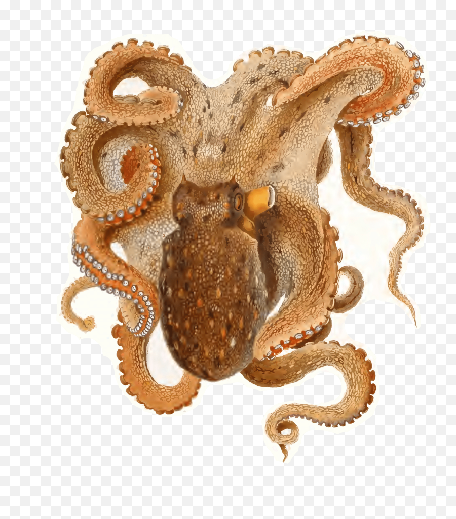 My Octopus Teacher - Octopus Vulgaris Emoji,Octopus Changing Color To Match Emotion