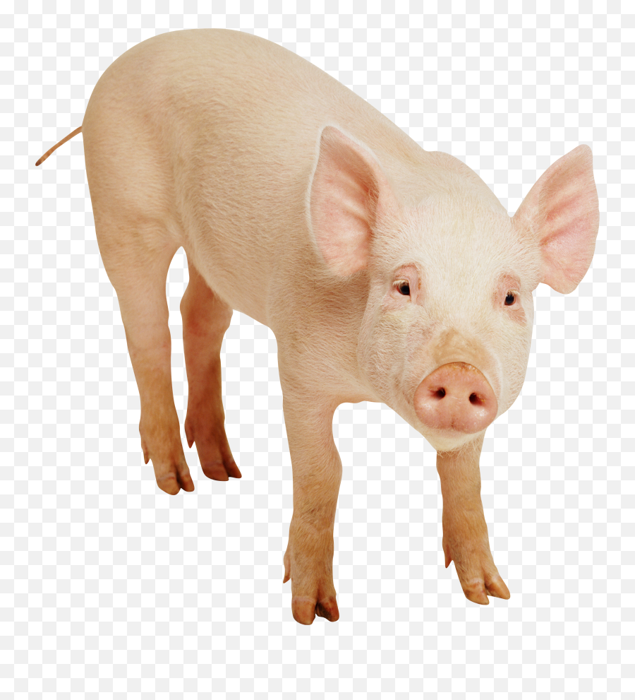 Pig Transparent Background - Hog Png Emoji,Girl Pig Emoji