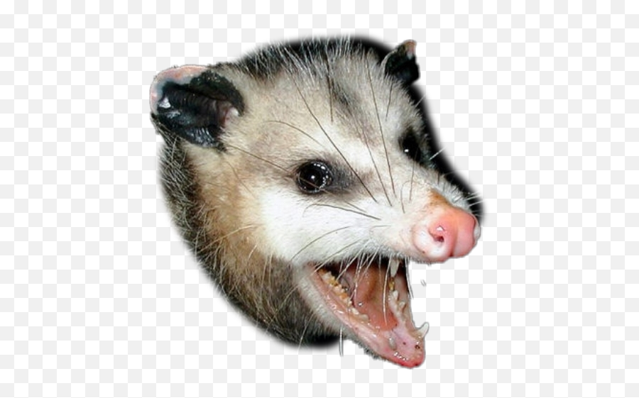 Opossum Sticker - Posm Animal Emoji,Opossum Emoji