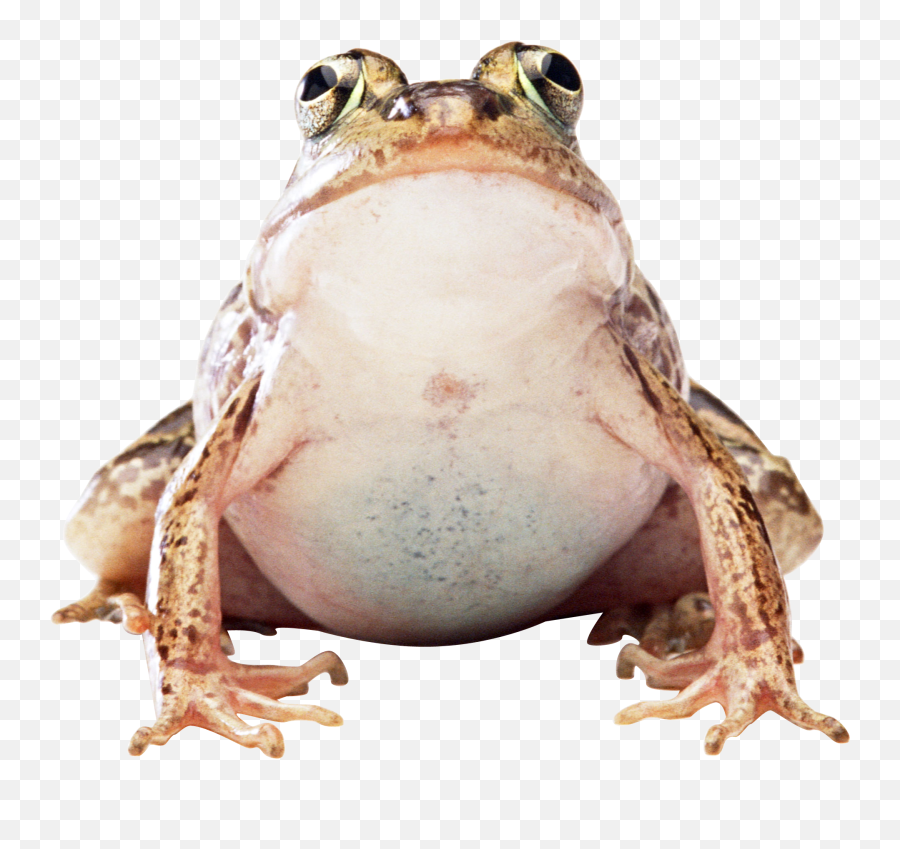 Frog Png Transparent Picture U2013 Png Lux - Fat Frog Png Emoji,Frog Emoji Nice